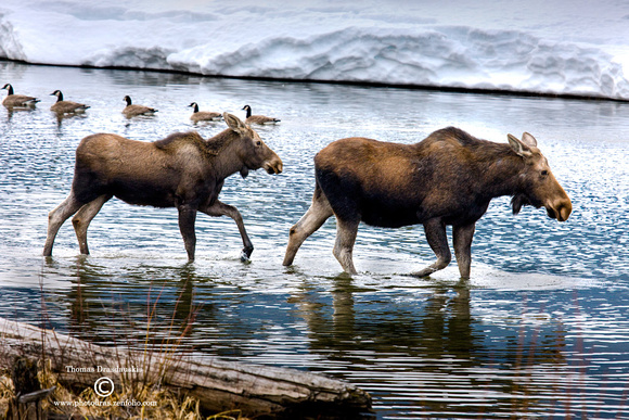 Moose and her calf.