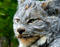 Lynx In the Bowron Lake area