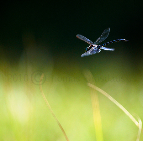 _V0W1163  dragonfly s