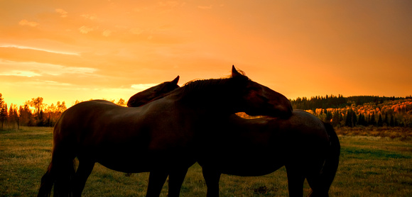 Horses sunset