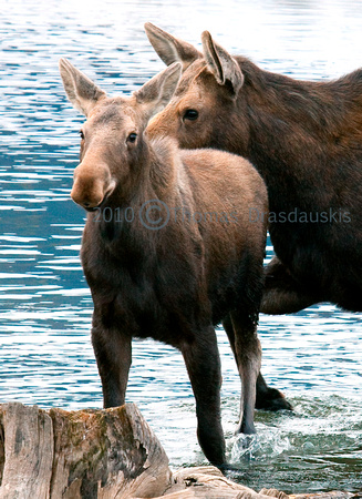 _V0W3835 moose calf