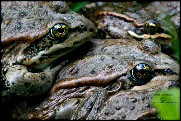 Columbias Spotted Frog