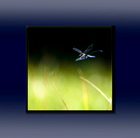 Dragonfly over pond with frame.