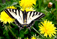 _V0W8792 Swallowtail Butterfly