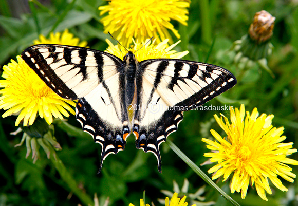 _V0W8792 Swallowtail Butterfly
