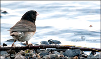 Junco hunting insects on the shore of Bowron Lake