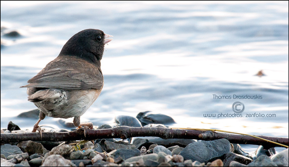 Junco hunting insects on the shore of Bowron Lake