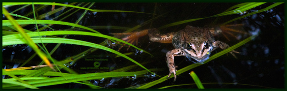 Columbias Spotted Frog