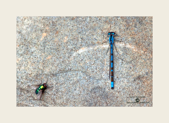 Damsel and Fly