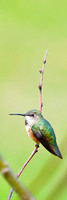 _V0W9661Rufous-Hummingbird-female