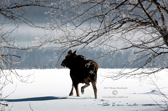 The long cold night is over. Moose at the lake.