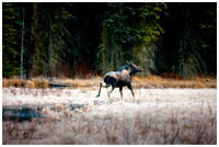 Moose hoar frost