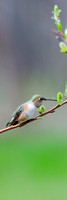 _V0W9586-Rufous-Hummingbird-female
