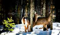 _V0W7559 white tail deer jpeg
