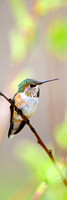 _V0W9840-Rufous-Hummingbird-female