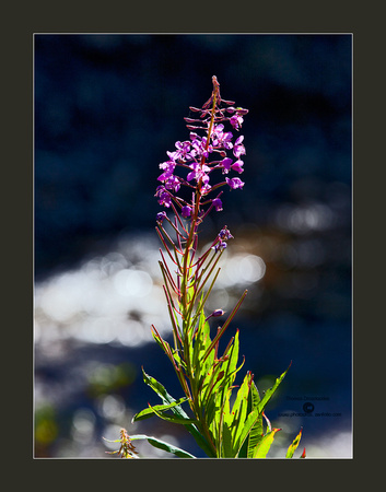 Fire weed