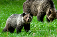 _V0W8422 Grizzly and cub
