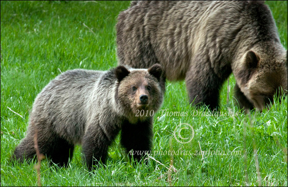 _V0W8422 Grizzly and cub