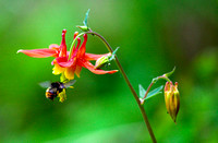 Bumble Bee Columbine