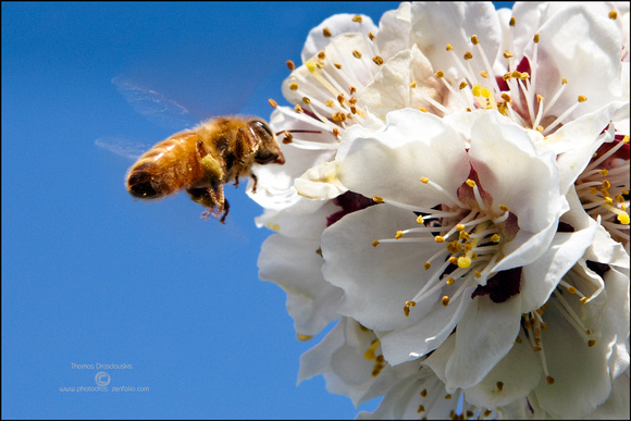 A bee on apricot flowers.