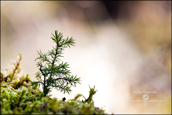 Little Spruce tree in morning light