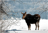 The long cold night is over. Moose at the lake.