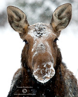 Moose in BC through the seasons.