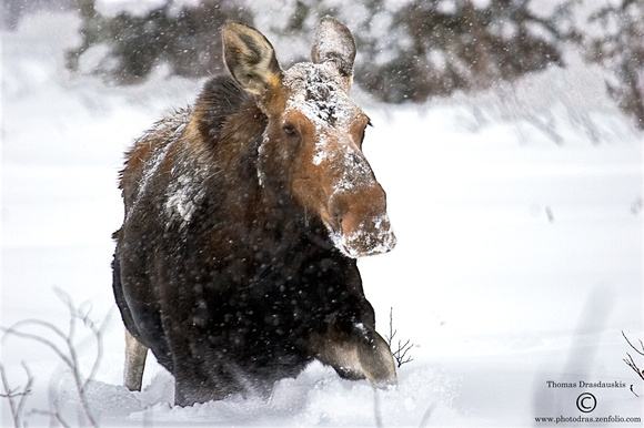 Moose in a snowstorm.