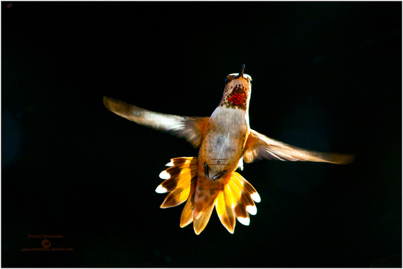 Young Male Rufous Hummingbird