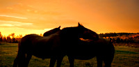Horses sunset