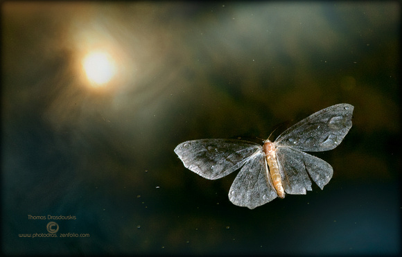 Moth on the surface of a pond