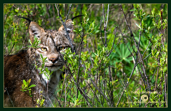 Lynx In the Bowron Lake area