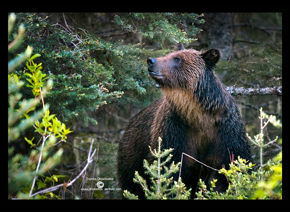 IMG_1392 grizzly sow