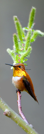 _V0W9853-Rufous-Hummingbird-male