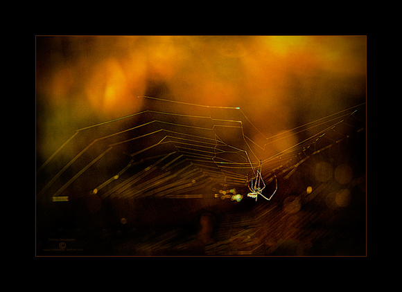Spider over pond