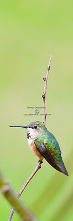 _V0W9661Rufous-Hummingbird-female