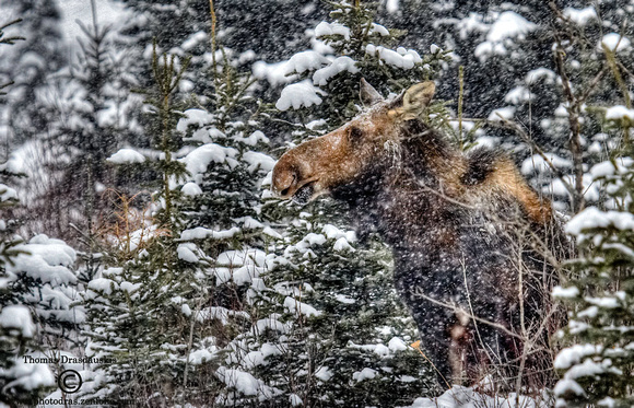Moose in a snowstorm.