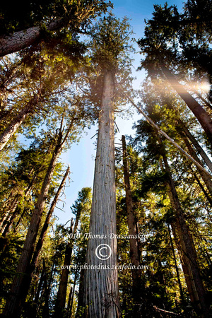 _MG_1510 Cedar Forest
