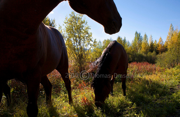 horses_MG_6273 Cariboo