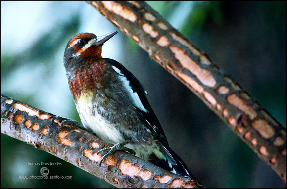 Young Red-naped Sapsucker
