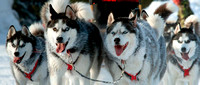 _V0W6024-dogs-front